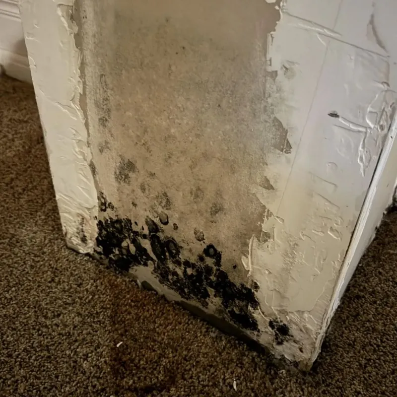 Professional Mold Removal in Dumfries, VA